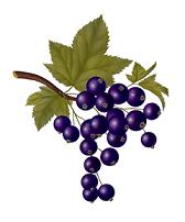 Black Currant Anthocyandins 25% UV
