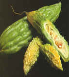 Bitter Melon Powder Extract 10:1