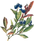 Bilberry Extract Anthocyandins 25% UV