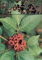 Evodiae Extract Evodiamine 5%,10%HPLC