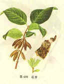 Eucommia Bark Extract 5:1