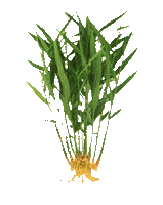 Ginger Extract Gingerols 2.5%,5%GC