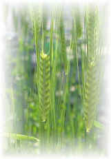 Green Barley Juice Extract