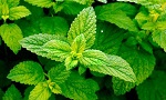 Lemon Balm (Melissae officinalis) Extract