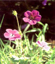 Huperzine Serrate Extract (Huperzine-A 1%,5%,20% HPLC)