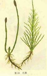 Horsetail Extract (Silica acid 7% UV)