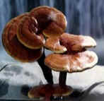 Reishi Polysaccharides 20%