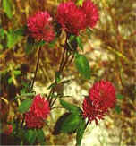 Red Clover Extract Isoflavone