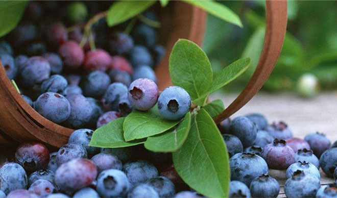 Anthocyanidins: Bilberry's Superpower