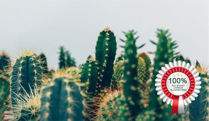 Cactus Botanics Introduces Turmeric Powder Extract